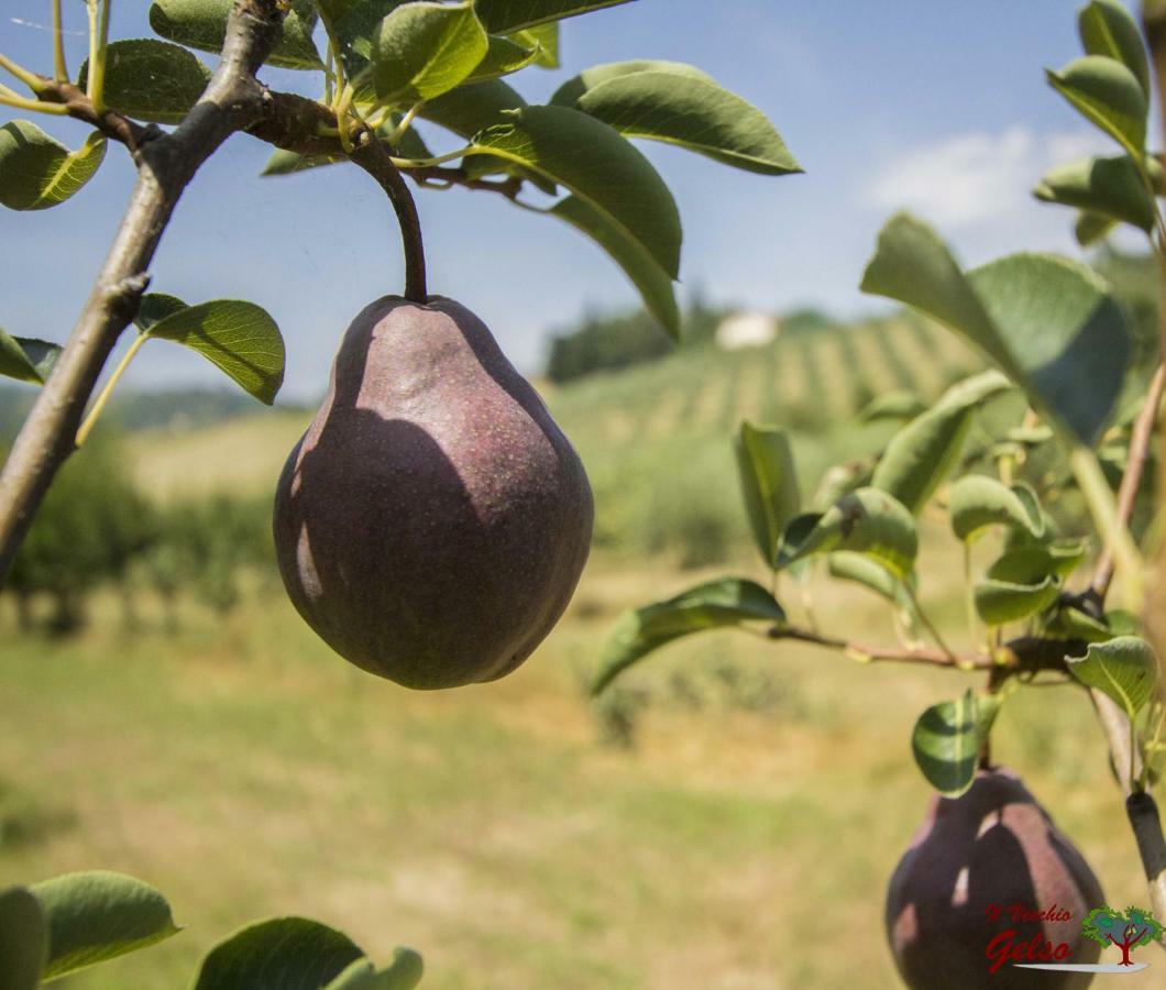Il Vecchio Gelso - Agriturismo Rimini Montefiore Conca Villa Exteriör bild