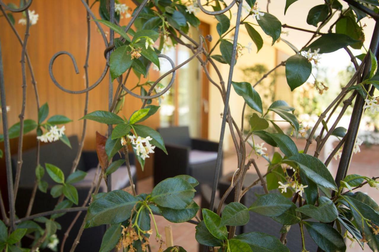 Il Vecchio Gelso - Agriturismo Rimini Montefiore Conca Villa Exteriör bild